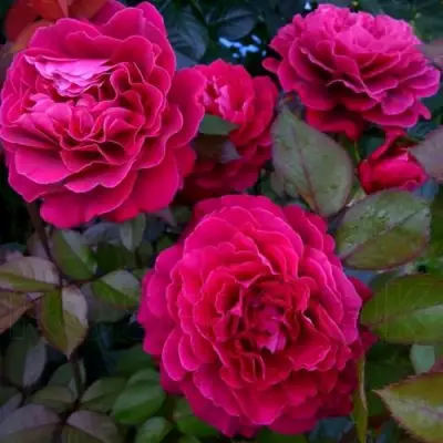 Роза БЕЛЬВЬЮ чайно-гибридная в Бобруйске