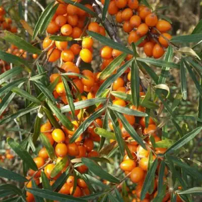 Облепиха РОСИНКА в Бобруйске