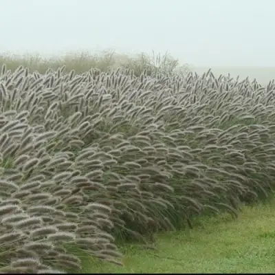 Пеннисетум ЛЕДИ Ю в Бобруйске