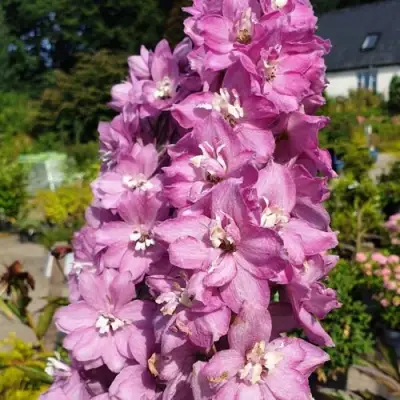 Дельфиниум АСТОЛАТ тихоокеанский в Бобруйске