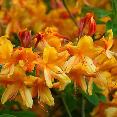 Азалия ОРАНЖ ХИТ листопадная в Бобруйске