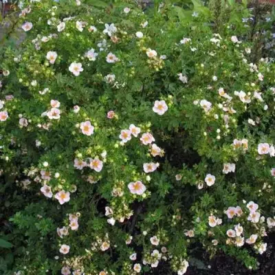 Лапчатка ПИНК КВИН кустарниковая в Бобруйске