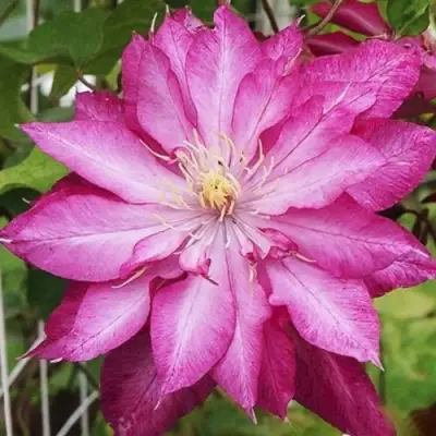 Клематис Каен