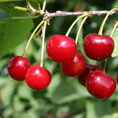 Вишня РИВАЛ в Бобруйске