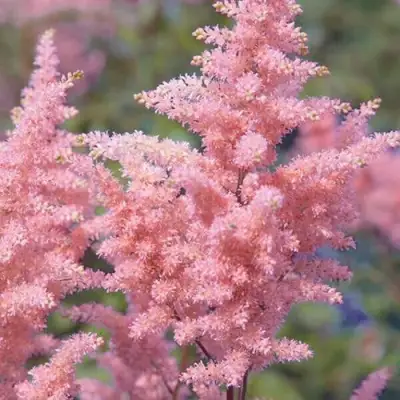 Астильба ГЛИТТЕР ЭНД ГЛАМУР китайская в Бобруйске