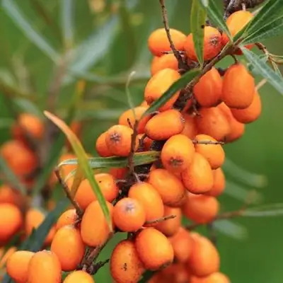 Облепиха АЛТАЙСКАЯ в Бобруйске