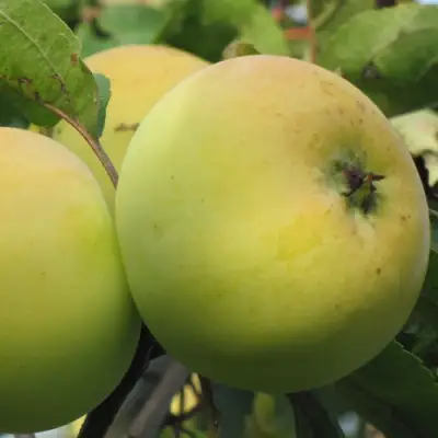 Яблоня РОССИЯНКА в Бобруйске