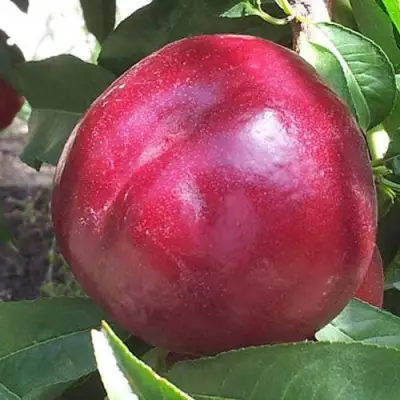 Нектарин ЭКСТРИМ БЬЮТИ в Бобруйске