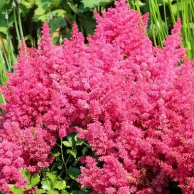 Астильба САННИ ДЕЙ гибридная в Бобруйске