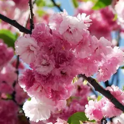 Сакура ПИНК ПЕРФЕКШН в Бобруйске