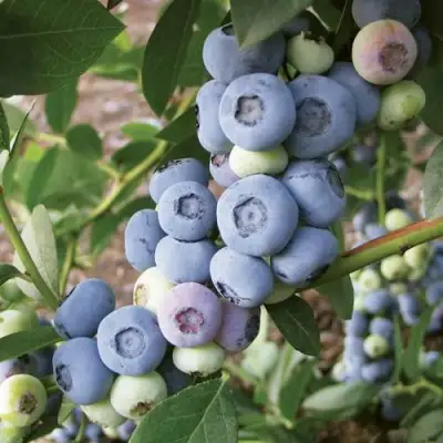 Голубика ЛИБЕРТИ в Бобруйске