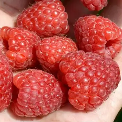 Малина ХЕРИТЕЙДЖ в Бобруйске