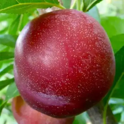 Слива БЕРБАНК ГИГАНТ в Бобруйске