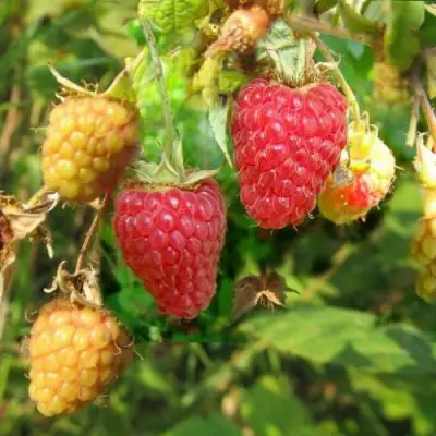 Малина РАДЗИЕВА в Бобруйске