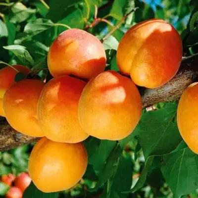 Абрикос СПАДЧЫНА в Бобруйске