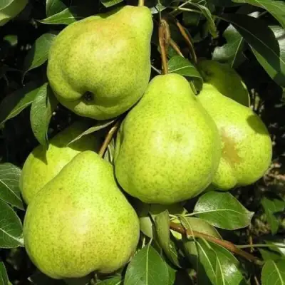 груша Августовская Роса