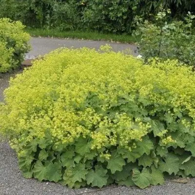 Манжетка ТРИЛЛЕР мягкая в Бобруйске