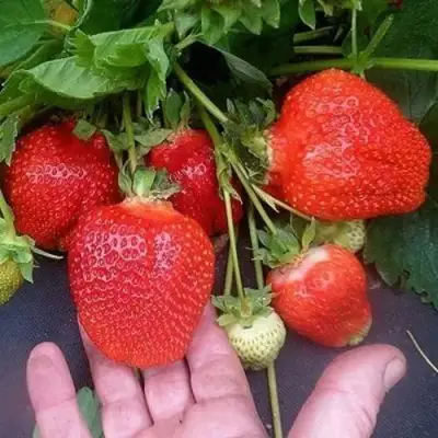 Клубника АЗИЯ в Бобруйске