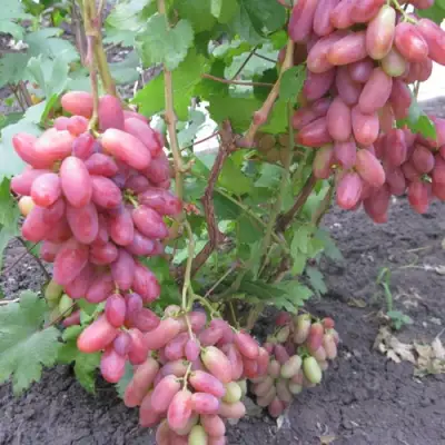 Виноград ЮЛИАН в Бобруйске