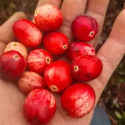 Клюква СТАНКОВИЧ в Бобруйске