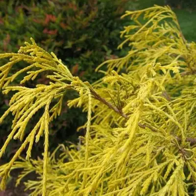 Кипарисовик ВАВЕЛ горохоплодный в Бобруйске