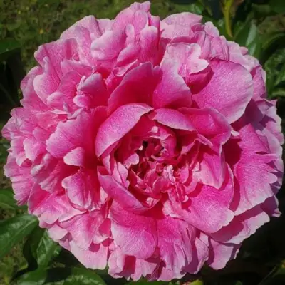 Пион ЗЕ ФОН травянистый в Бобруйске