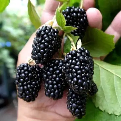 Ежевика ПРАЙМ АРК 45 ремонтантная   в Бобруйске