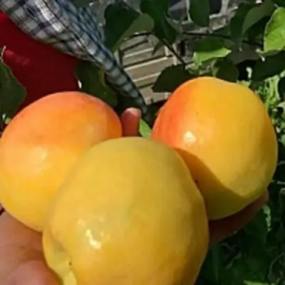 Яблоня АНТОНОВКА ЗОЛОТАЯ в Бобруйске