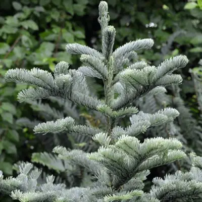 Пихта благородная в Бобруйске