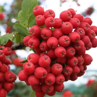 Рябина АЛАЯ КРУПНАЯ сладкоплодная в Бобруйске
