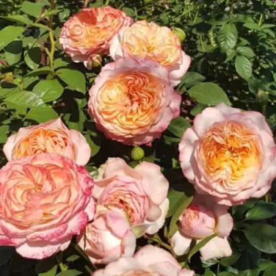 Роза СУРИР ДЕ ХАВР чайно-гибридная в Бобруйске