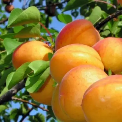 Абрикос ЭДЕЛЬВЕЙС в Бобруйске