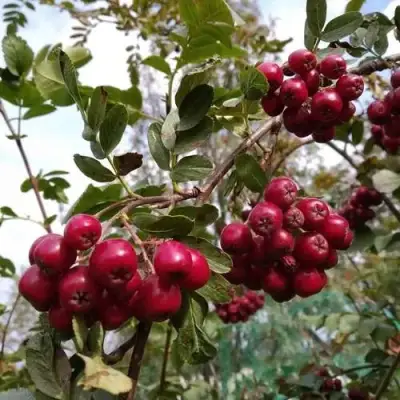 Рябина ГРАНАТНАЯ сладкоплодная в Бобруйске