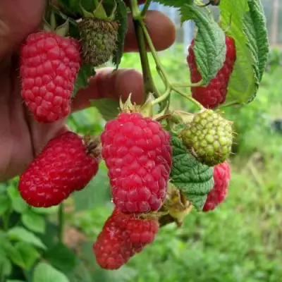 Малина ЛЯЧКА (ЛАШКА, ЛЯШКА) в Бобруйске