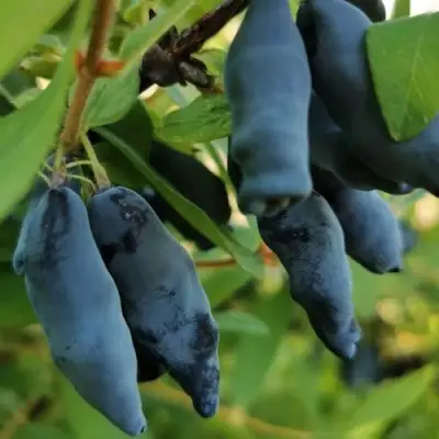 Жимолость съедобная СИЛЬГИНКА в Бобруйске