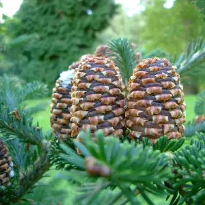 Пихта ФРАЗЕРА в Бобруйске