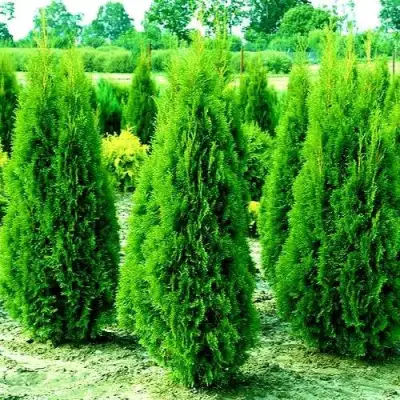 Туя ВИДМАНТ западная в Бобруйске