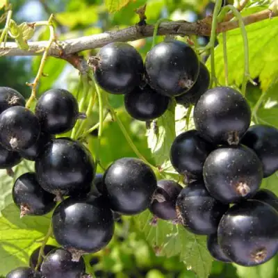 Смородина черная ГАМАЮН в Бобруйске