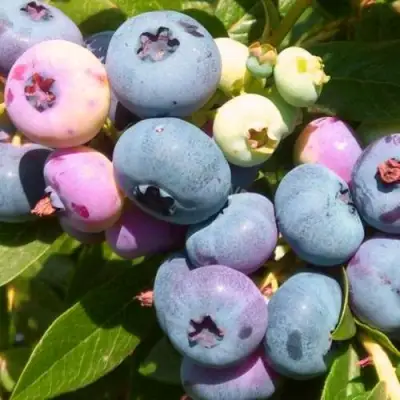 Голубика ЭЛИЗАБЕТ в Бобруйске