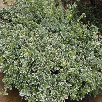 Бересклет ЭМЕРАЛЬД ГАИТИ форчуна  в Бобруйске