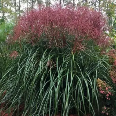 Мискантус МАЛЕПАРТУС китайский  в Бобруйске
