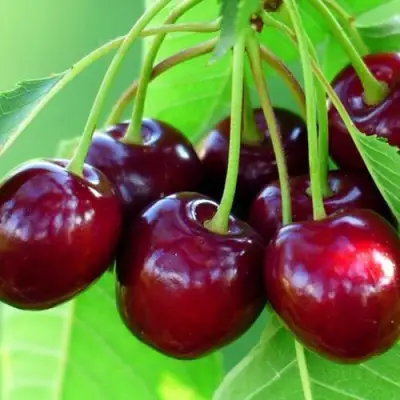 Вишня ВЯНОК в Бобруйске