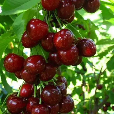 Вишня ВОСТОРГ колонновидная в Бобруйске