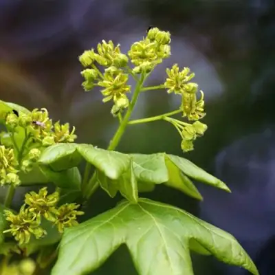 Клен полевой в Бобруйске