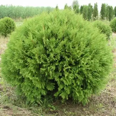 Туя ГЛОБОЗА западная в Бобруйске