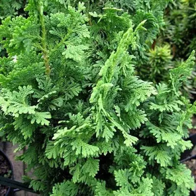 Туя ЗМАТЛИК западная в Бобруйске