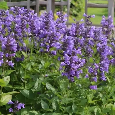 Котовник БЛЮ ДРИМС полусидячий в Бобруйске