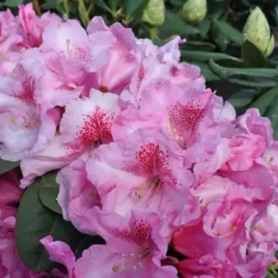 Рододендрон КЛАУДИУС в Бобруйске