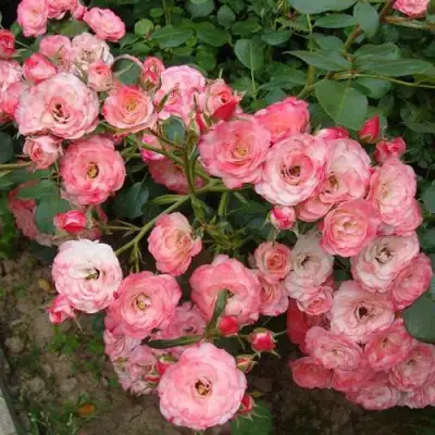 Роза ПАТ ДЕ ВЕЛЮР шраб в Бобруйске