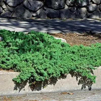 Можжевельник НАНА лежачий в Бобруйске